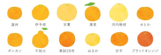 愛媛みかん品種一覧