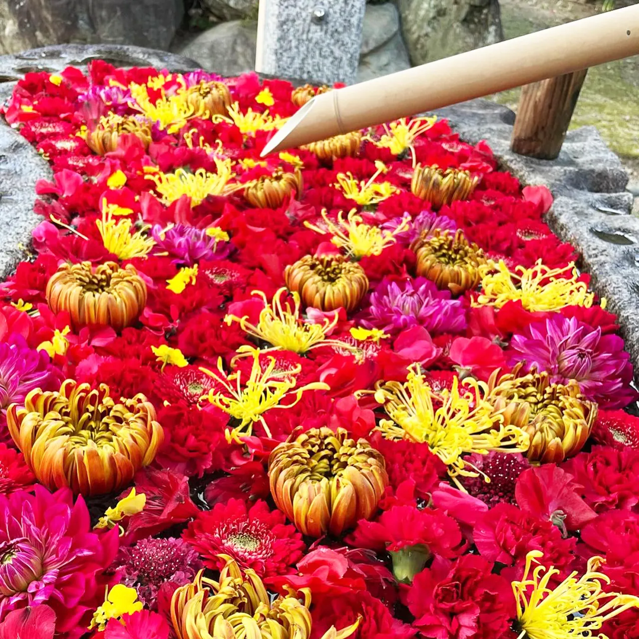 浄誓寺の花手水