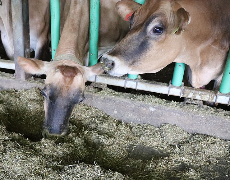 にじデパートの生産者紹介・高村牧場