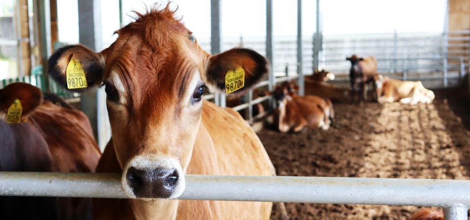 にじデパート国内0.8％のブランド牛からできる「阿蘇小国のジャージー牛乳」