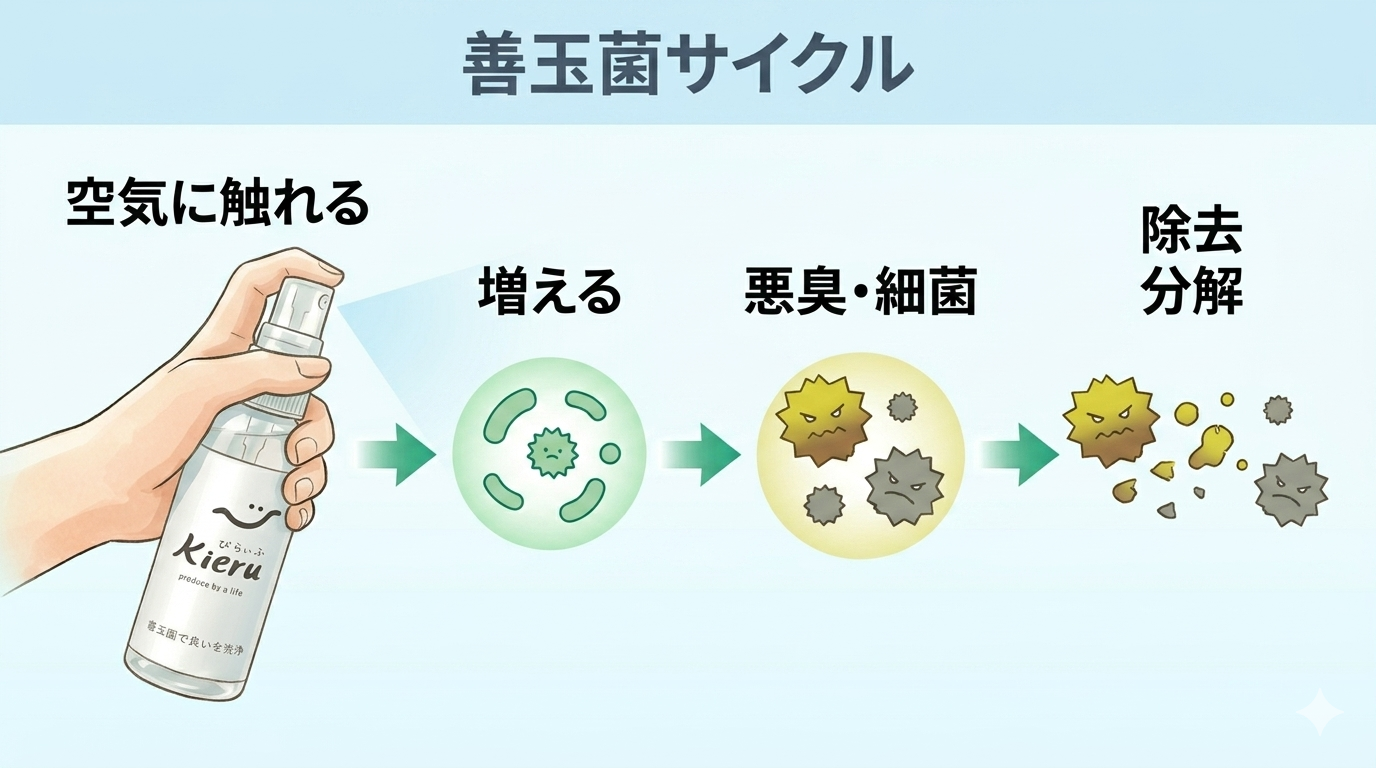 善玉菌サイクルの図