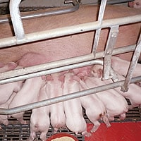 桃豚は、生まれながらに豚特有の病原菌を持っていないSPF豚（清浄豚）です。