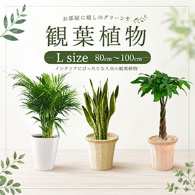 観葉植物Lsize