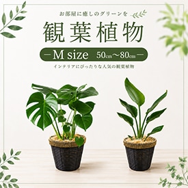 観葉植物Msize