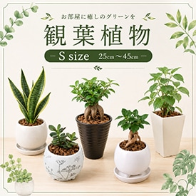 観葉植物Ssize