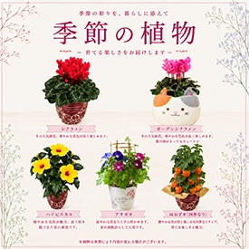 季節の植物