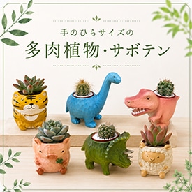 多肉植物・サボテン