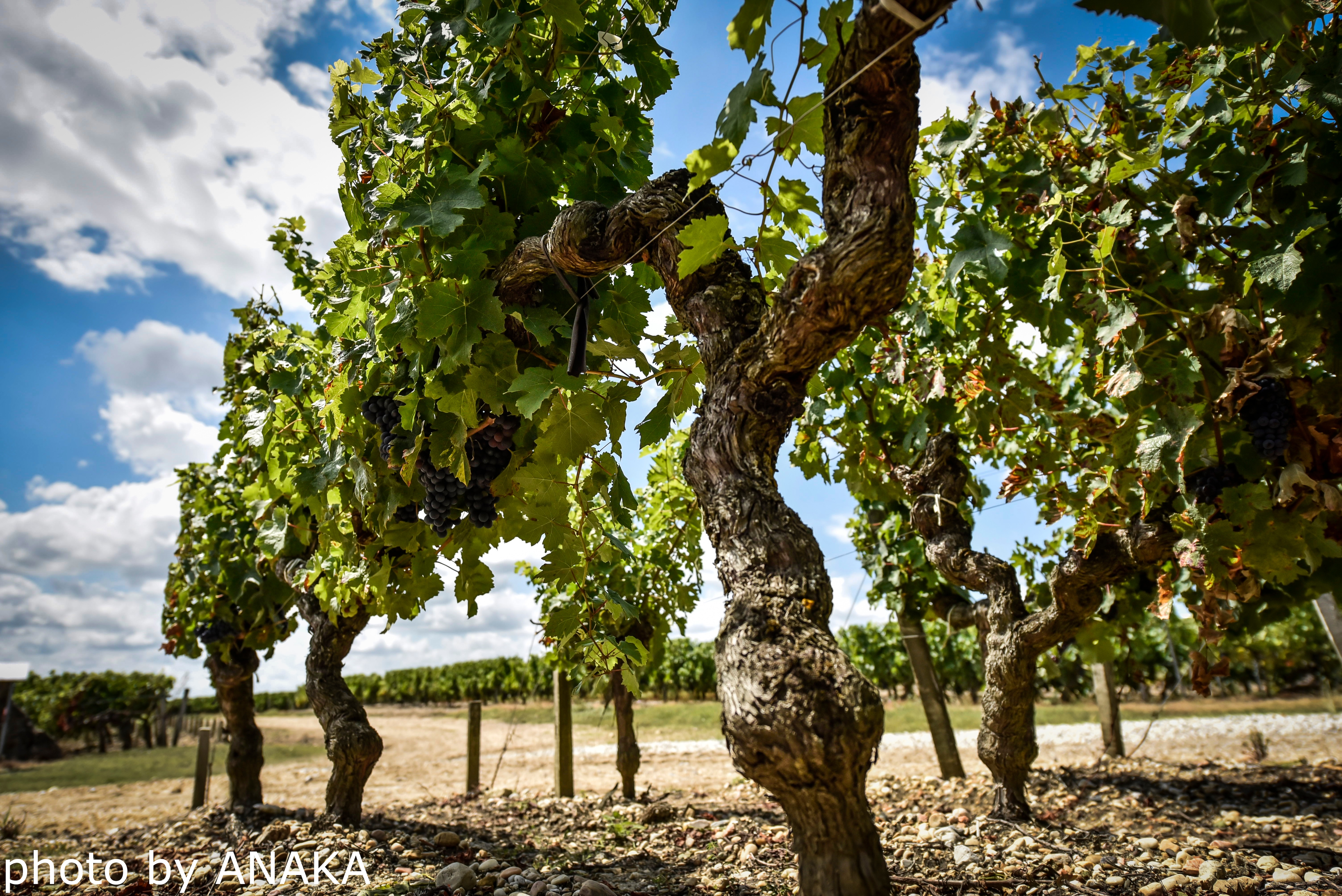 ボルドーメドック