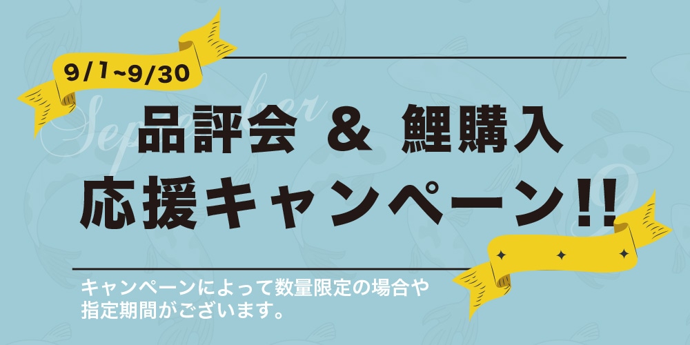 錦鯉エサ 錦鯉水槽 稚魚エサなど錦鯉飼育用品専門店コイモール