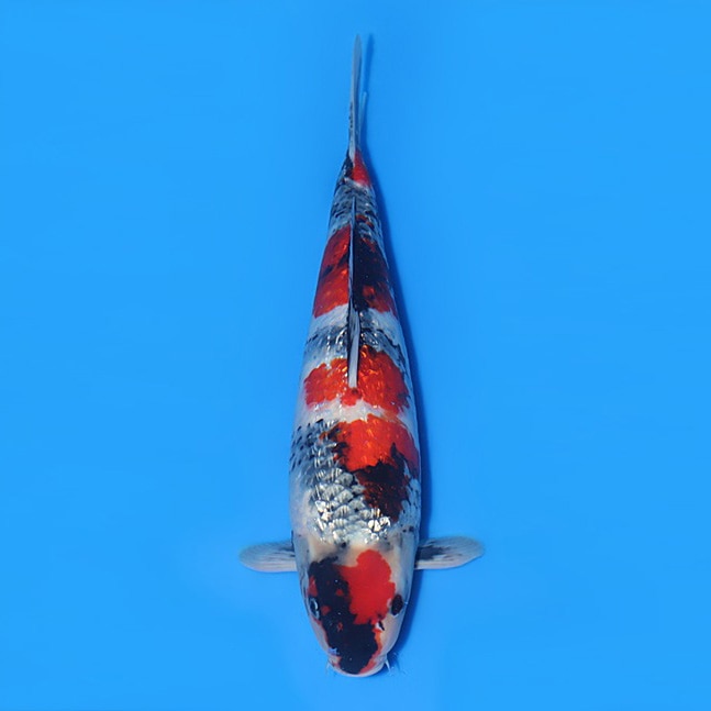 free_nishikigoi_img02.jpg