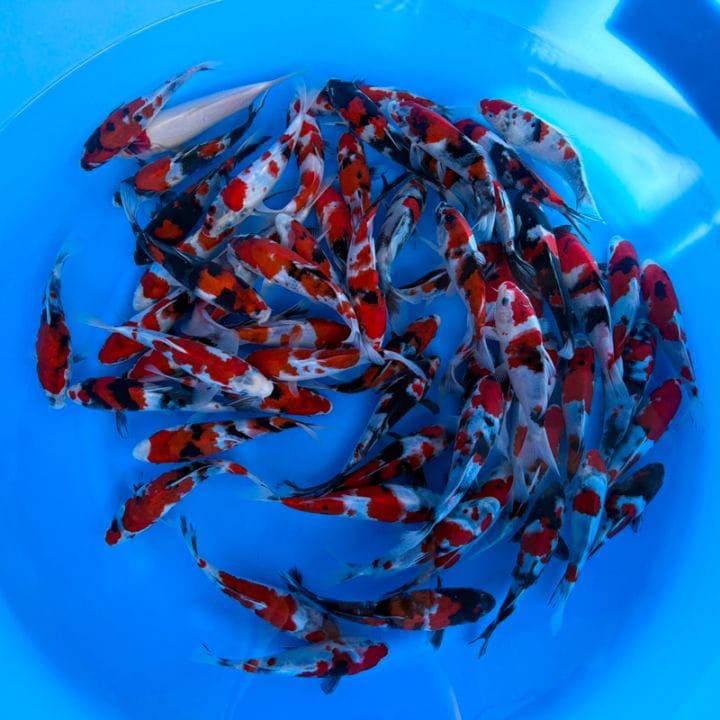 free_nishikigoi_img03.jpg