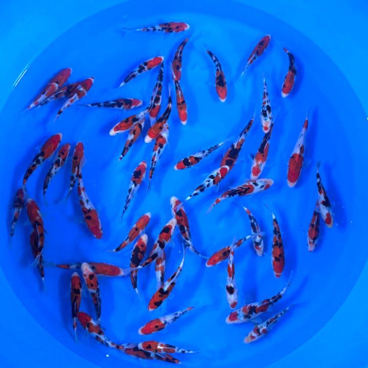 free_nishikigoi_img04.jpg