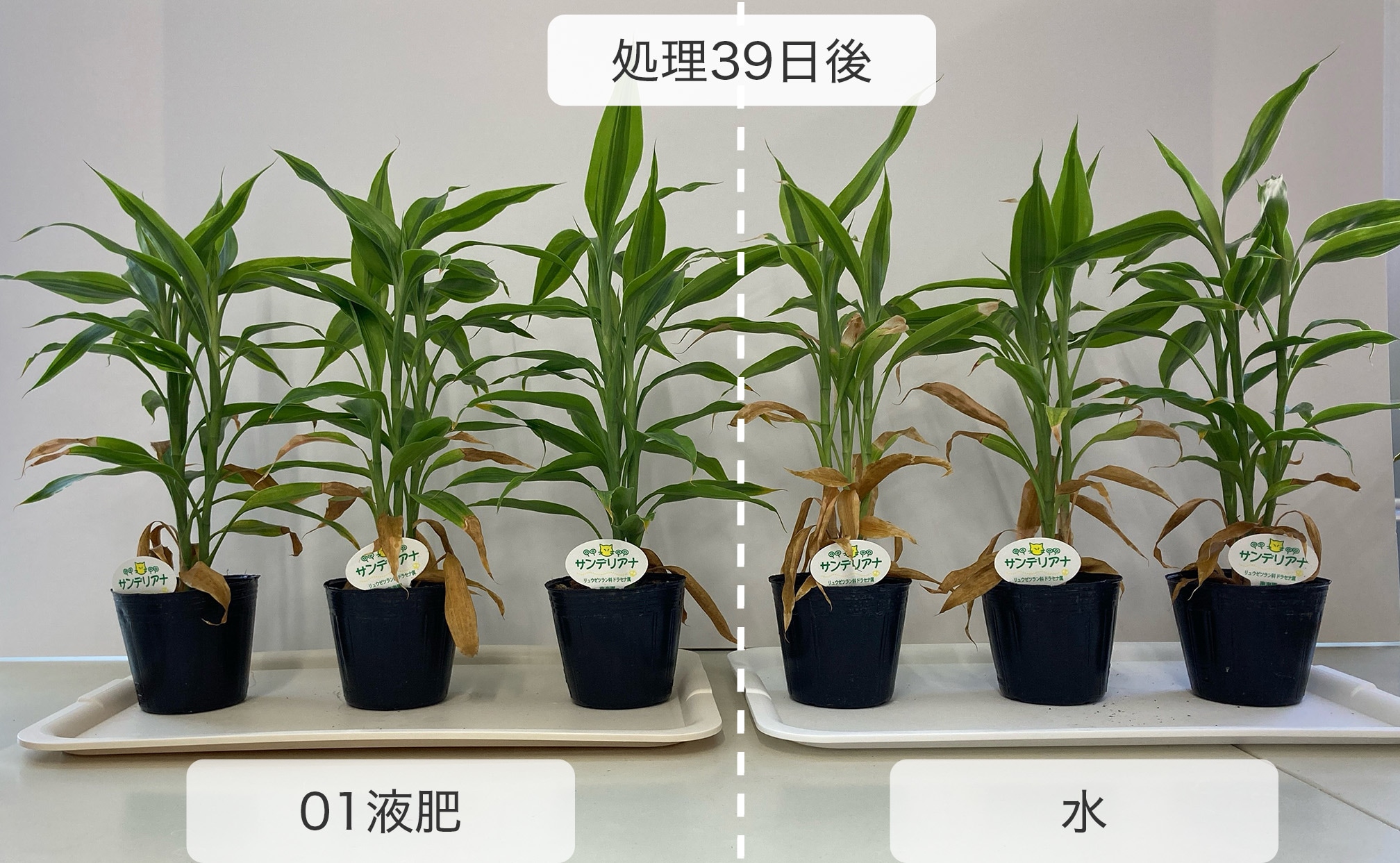 試験事例 | ガーデンホスピタル特設サイト