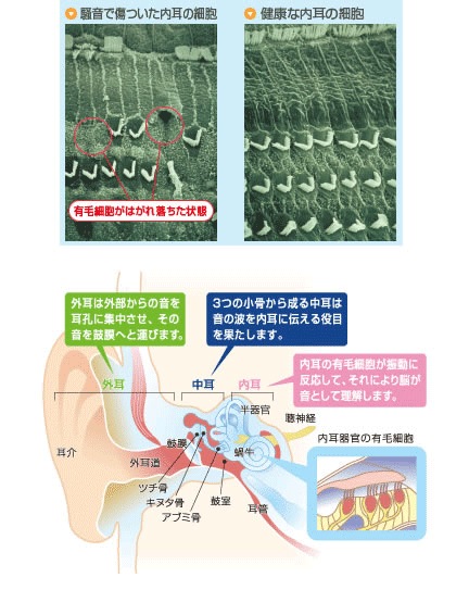 耳が音を感じる仕組み