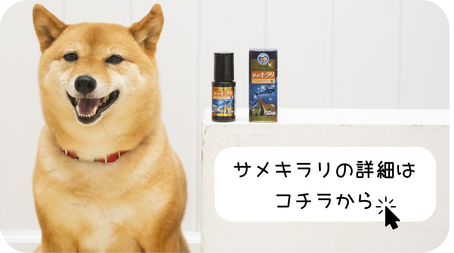 サメキラリ画像