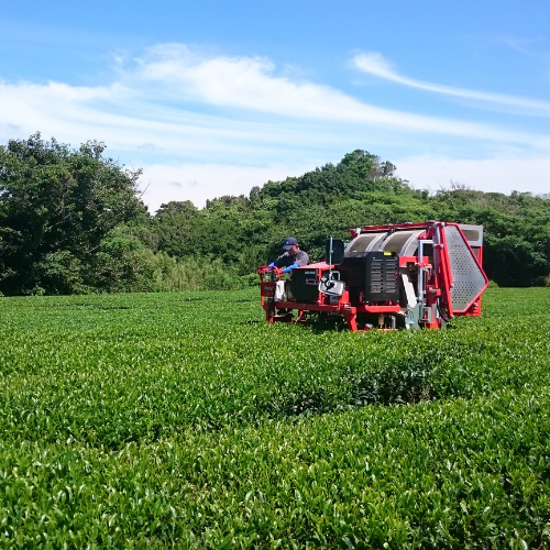 マルトウ高級深蒸し茶 上、中、下セット | 深蒸し茶 | 日本茶専門の