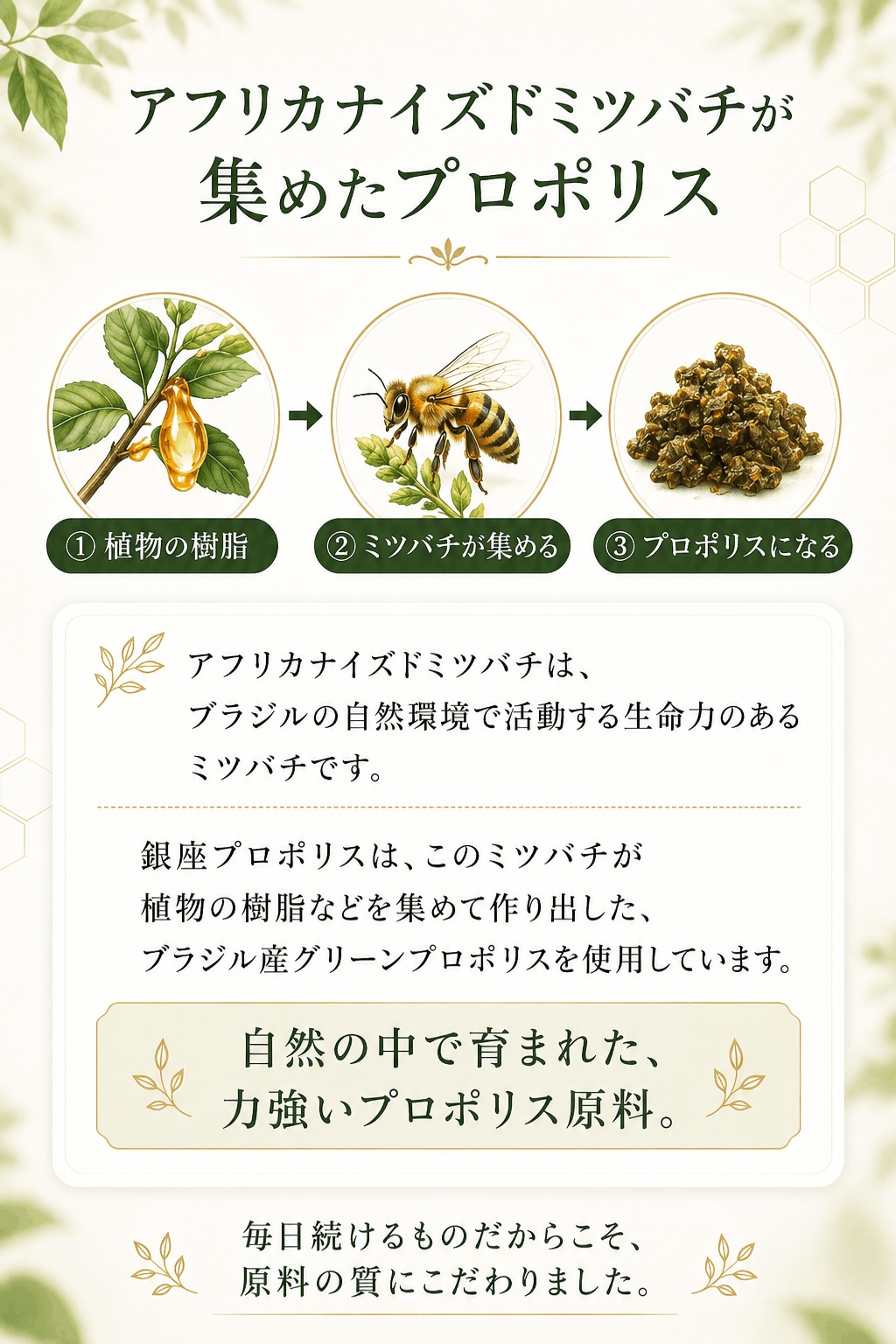 銀座プロポリス