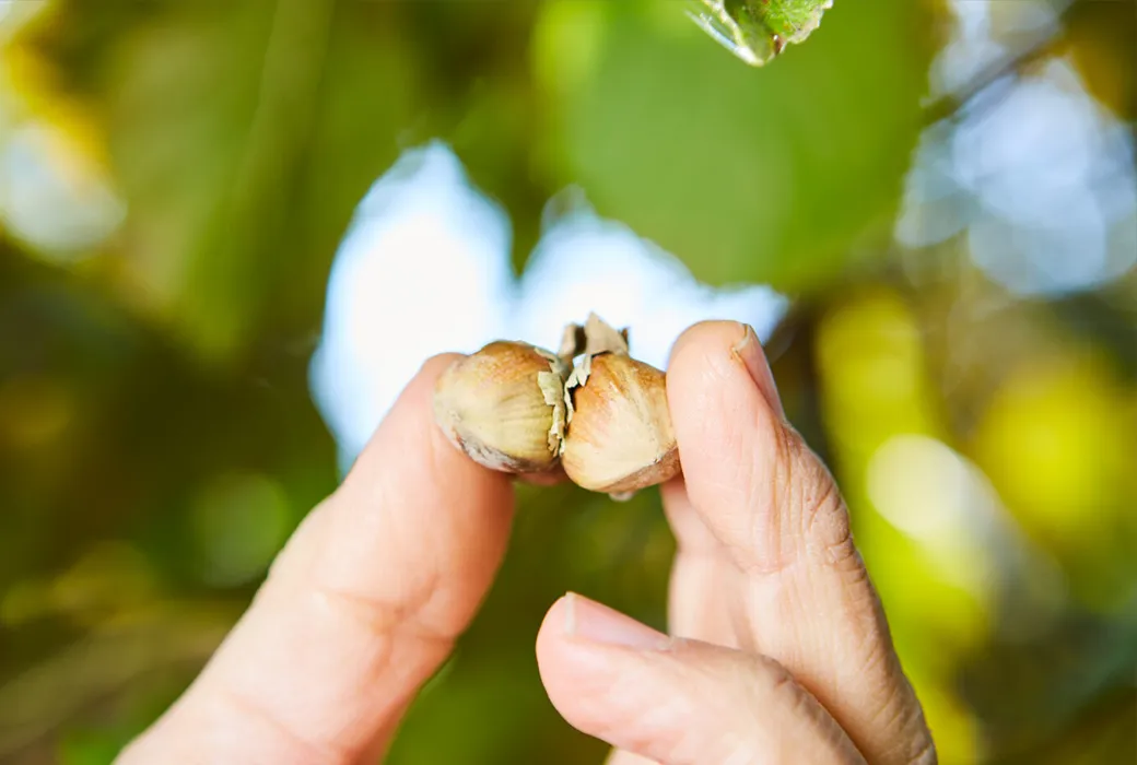 カファレルのこだわり