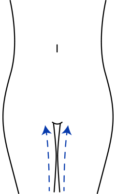 太ももの内側を下から上にマッサージしてください