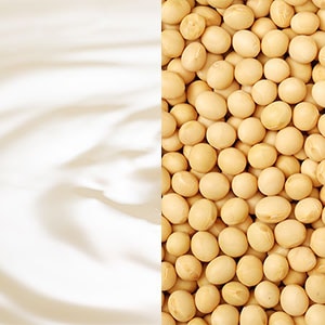 乳酸桿菌/ 豆乳発酵液