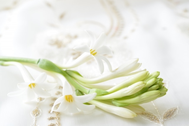 チューベローズってどんな花？どんな香り？詳しくご紹介。