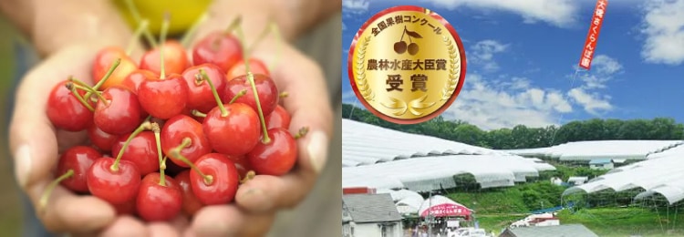 さくらんぼ まいあさ生中継NOWニッポン ZIP!ありがとうございました🤍 今朝は原田