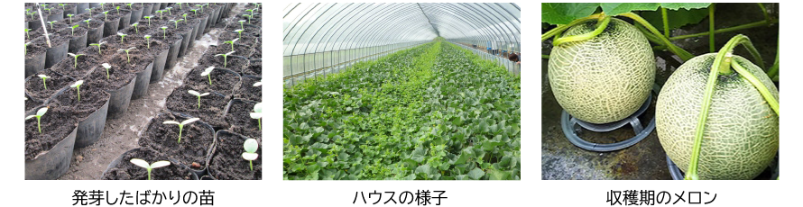 HOKUREN GREEN +PLUS | ホクレングリーンプラス おいしさの土台に