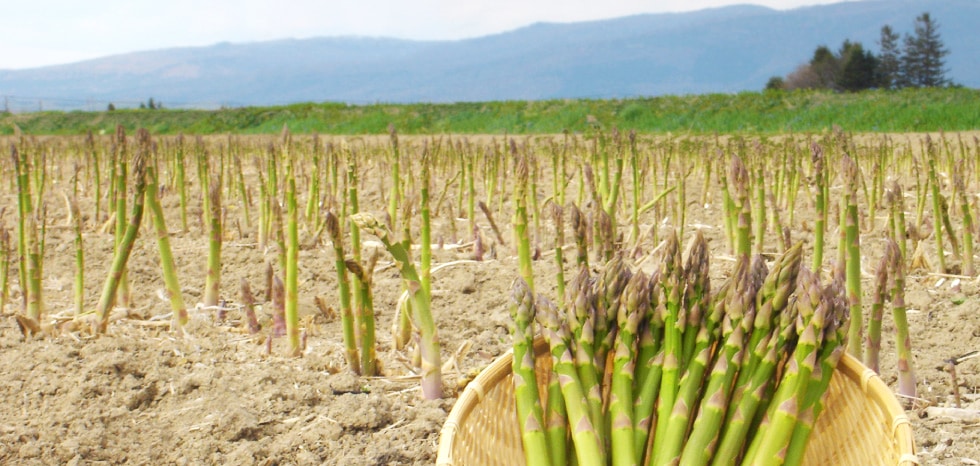 HOKUREN GREEN +PLUS | ホクレングリーンプラス 北海道のアスパラガス