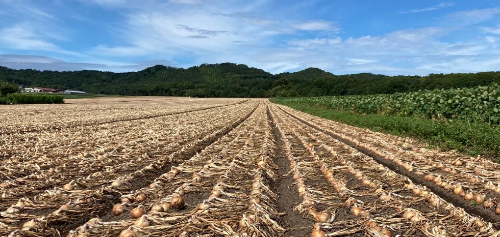 HOKUREN GREEN +PLUS | ホクレングリーンプラス 日本一の産地の使命 北海道産玉ねぎを毎日の食卓に 北海道から旬の味覚を直送