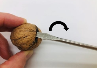 美唄産くるみ 約1kg（約500g×2） | HOKUREN GREEN +PLUS | ホクレン