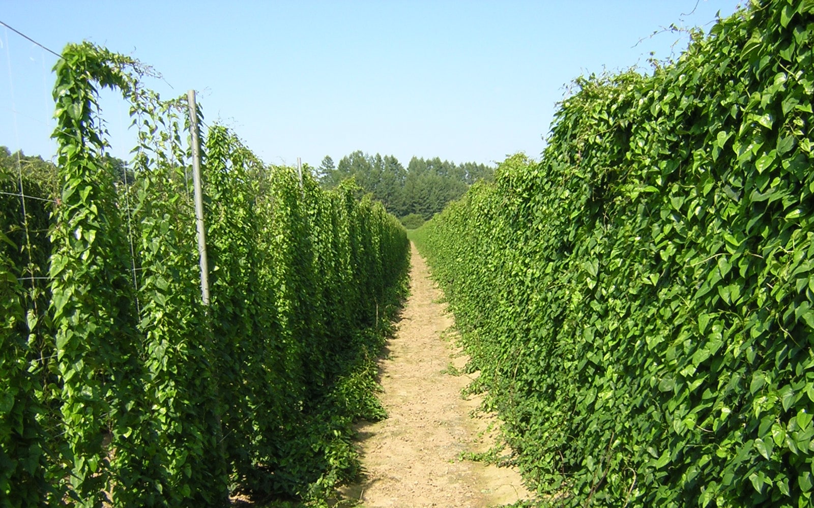 いもにもに モリワキ 01810-L81X8-00 (HONDA : PCX、PCX160 '23-) Full Exhaust