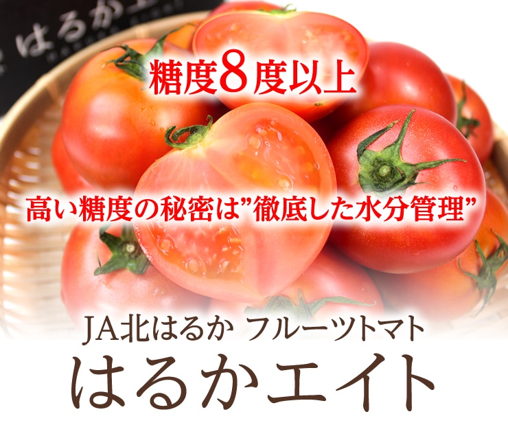 JA北はるか フルーツトマトはるかエイト12～15玉入り(約800ｇ)《7月