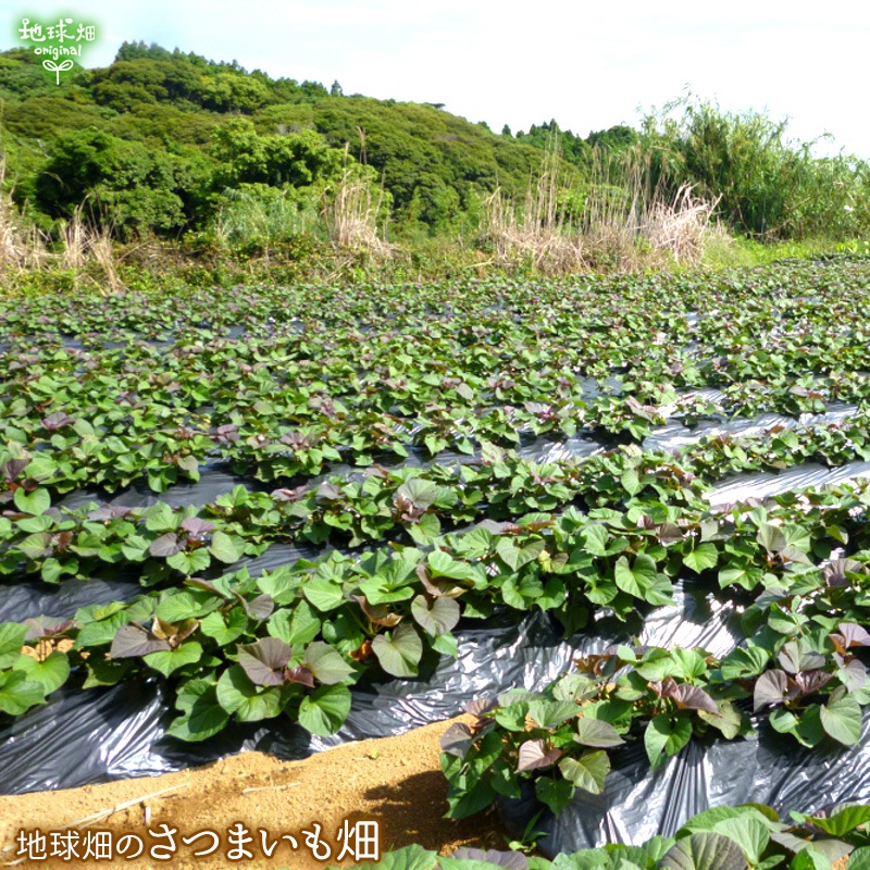 冷凍有機さつまいもペーストセット 安納芋 紅はるか 冷凍食品 地球畑 公式 オンラインショップ