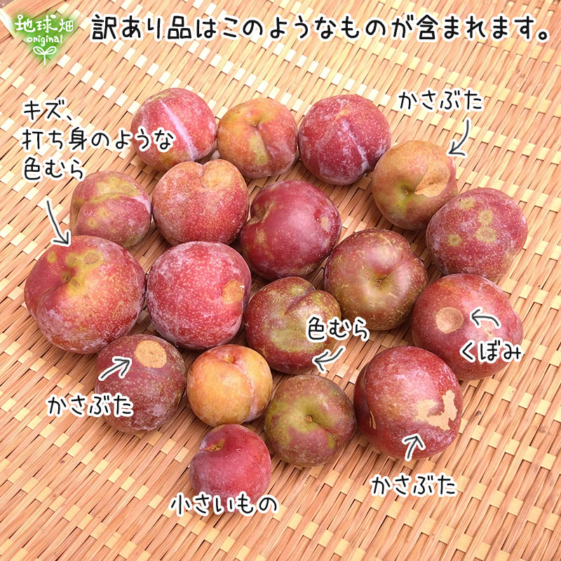 訳あり がらり(すもも) 2kg 冷蔵便 発送期間6月 | くだもの | 地球畑