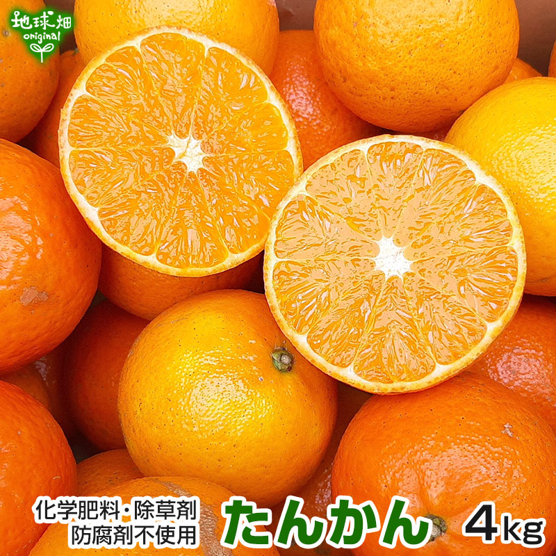 たんかん 4kg 特別栽培 タンカン 発送期間2月下旬～3月上旬 | くだもの