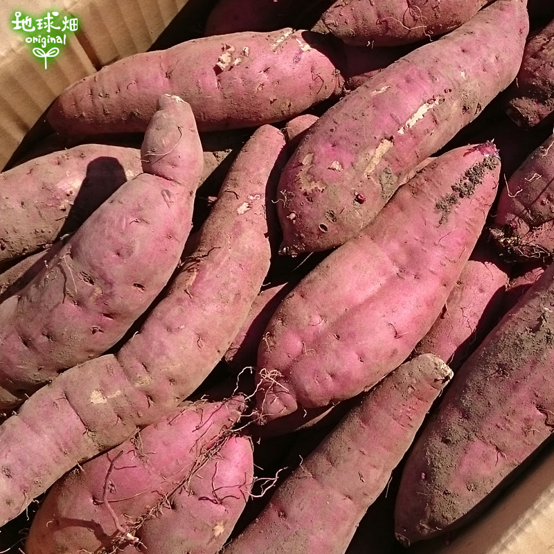 訳あり 紅はるか 9kg 発送期間9月～2月 | さつまいも | 地球畑