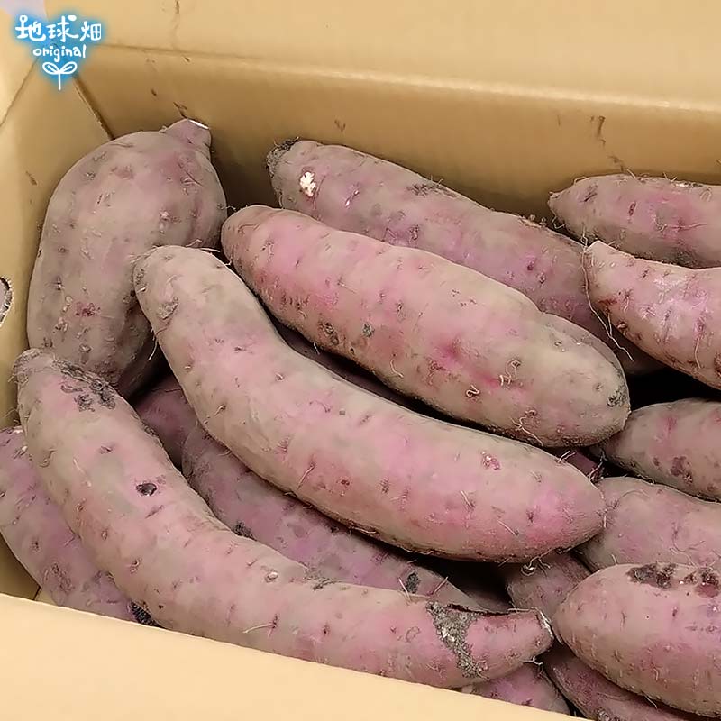 紅はるか ML (1本100～500g) 2kg 発送期間8月末～4月 | さつまいも