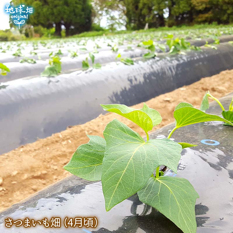 べにはるか芋苗1000本M（みらい畑）です☆ショップスも開店！ 石狩のみらい畑 (@mirai.batake) • Instagram photos and videos