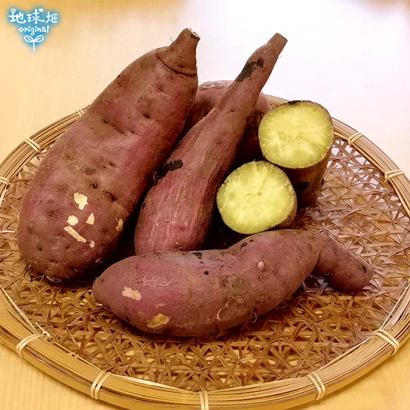 べにはるか芋苗1000本M（みらい畑）です☆ショップスも開店！ べにはるか芋苗1000本M（みらい畑）です☆ショップスも開店！