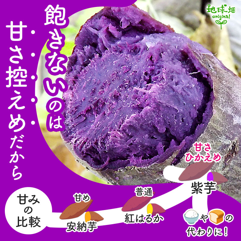 紫芋 S (1本50～100g) 2kg 2026年産 発送期間9月～11月 | さつまいも