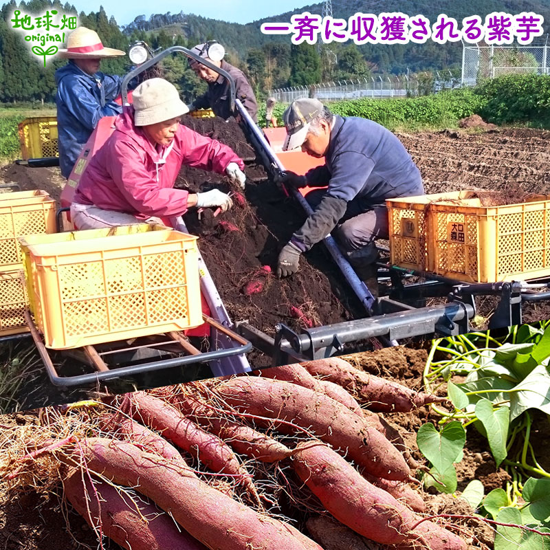 紫芋 S (1本50～100g) 2kg 2026年産 発送期間9月～11月 | さつまいも