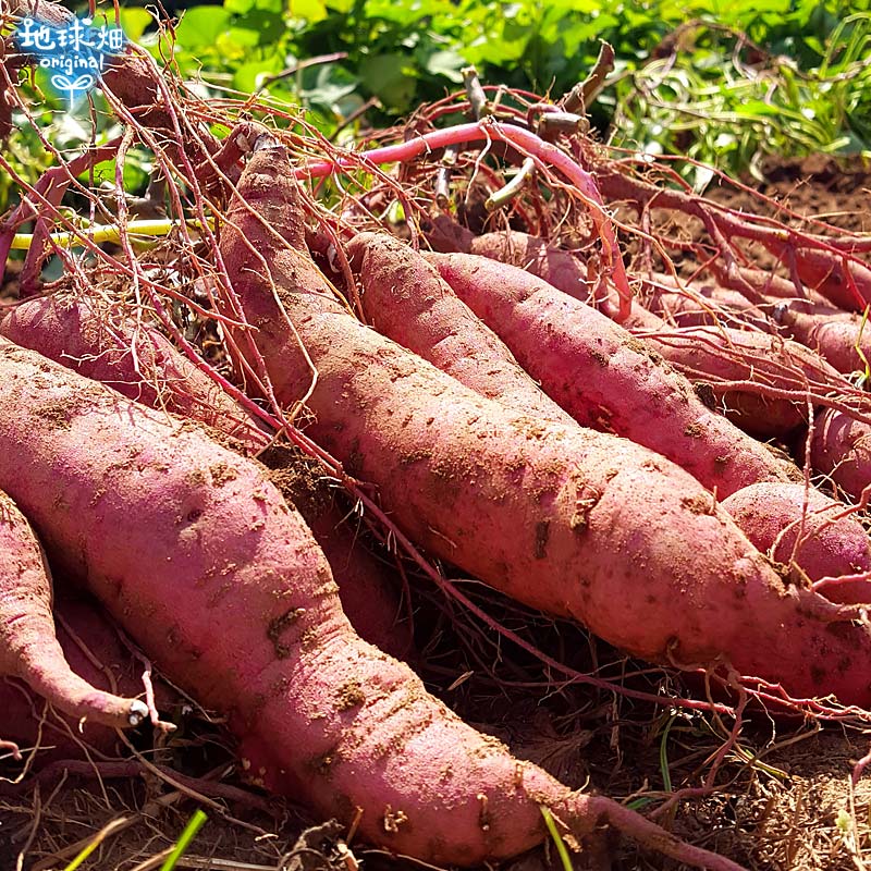 紅はるか ML (1本100～500g) 2kg 発送期間8月末～1月 | さつまいも ...