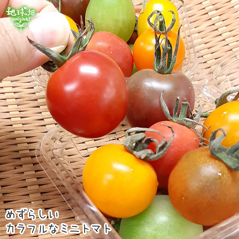カラーミニトマト 150g 7月下旬頃迄 パック売り野菜 地球畑 公式 オンラインショップ