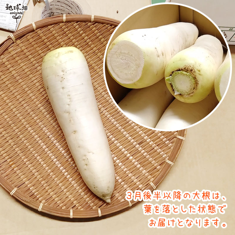 大根 (0.8～1.2kg) 1本 冷蔵便 発送期間11月下旬～4月 | パック売り 