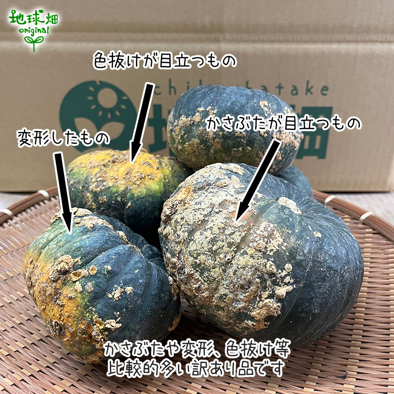 訳あり ミニ南瓜 計4kg ミニかぼちゃ 発送期間7～9月中旬 | 箱売り野菜