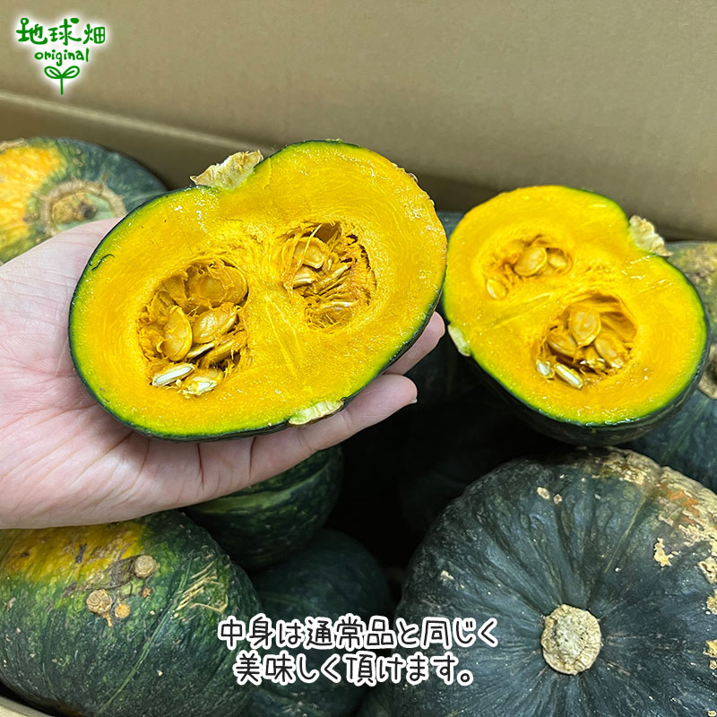 訳あり ミニ南瓜 計16kg ミニかぼちゃ 発送期間7～9月中旬 | 箱売り