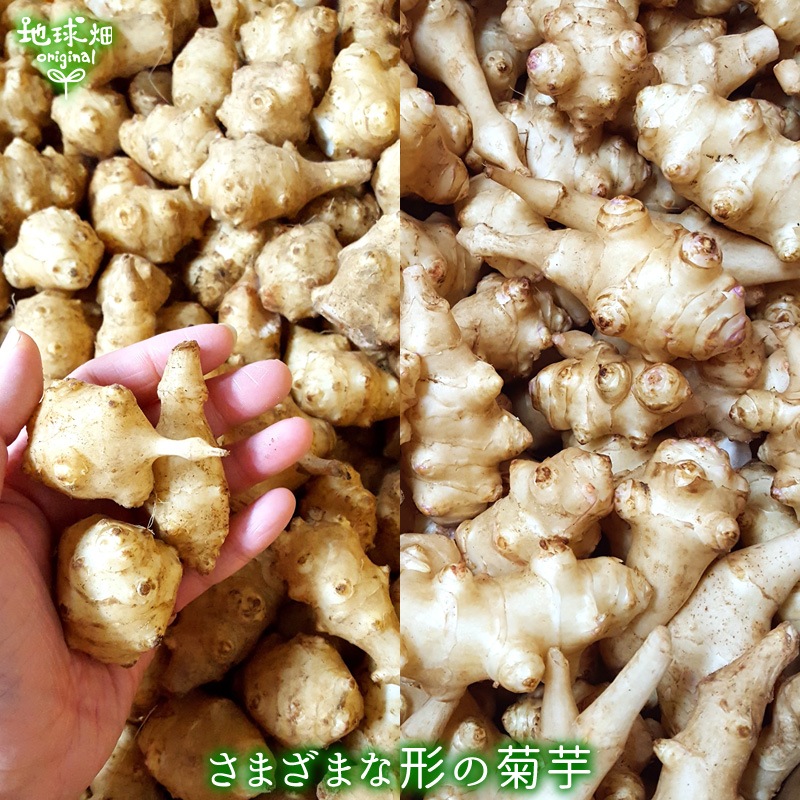 菊芋焙煎パウダー500g 北海道十勝産キクイモ100%使用
