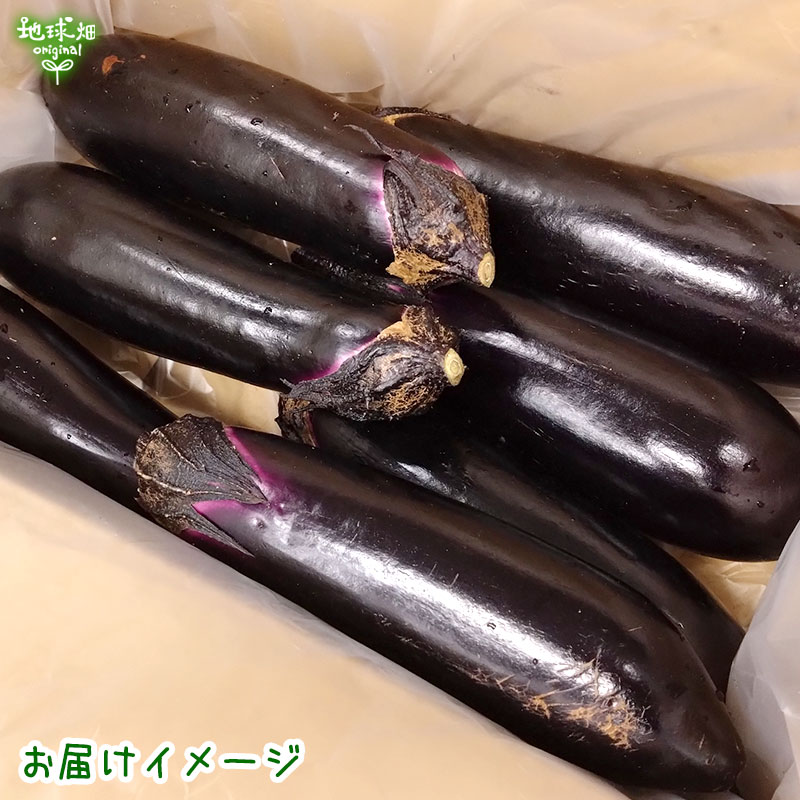 なす 1kg(6～8本) 冷蔵便 発送期間6月～9月 | 箱売り野菜 | 地球畑