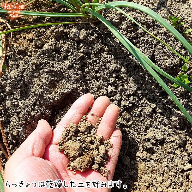 らっきょう 2kg 冷蔵便 発送期間5～6月 | 箱売り野菜 | 地球畑【公式