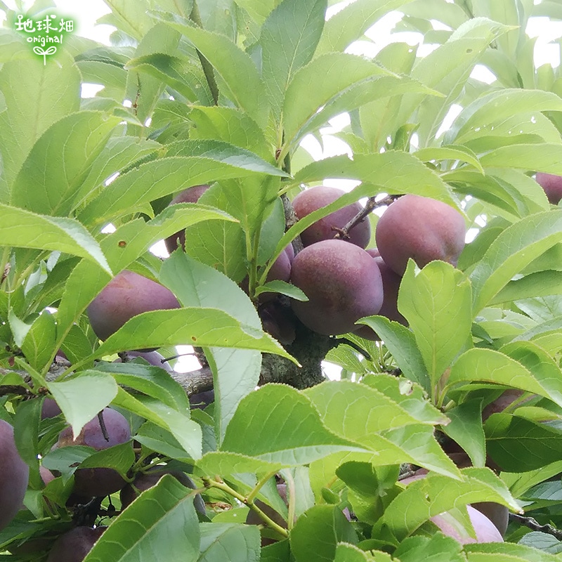 �ڤˤʤ뤬���